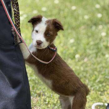 Boxer Dogs Available for Adoption in Locust Fork, Alabama - HOPPER | PetCurious