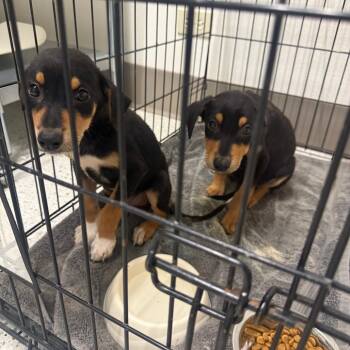 Ebony -  Rottweiler Dog for Adoption in Austin, Texas - Ebony | PetCurious
