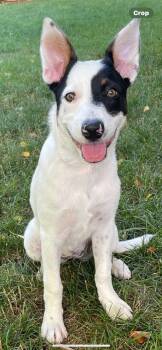 Chloe Lane -  Australian Cattle Dog Blue Heeler Dog for Adoption in Lincoln University, Pennsylvania - Chloe Lane | PetCurious