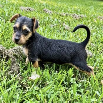 Kenzie -  Wirehaired Dachshund and Morkie Dog for Adoption in Longview, Texas - Kenzie | PetCurious