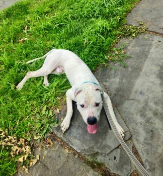 Martin -  American Bully Dog for Adoption in East Orange, New Jersey - Martin | PetCurious