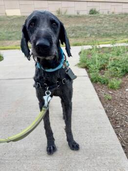 Balsamic -  Poodle and Mixed Breed Dog for Adoption in Fort Collins, Colorado - Balsamic | PetCurious