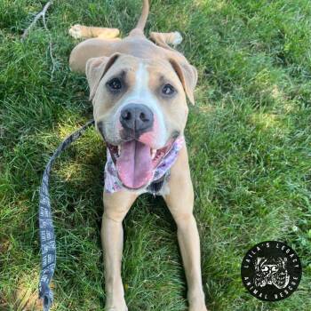 Mango -  Mixed Breed and Terrier Dog for Adoption in Washington, District Of Columbia - Mango | PetCurious