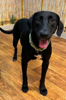 Raven -  Mixed Breed Dog for Adoption in Ocala, Florida - Raven | PetCurious