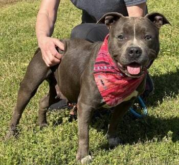 Pit Bull Terrier and Mixed Breed Dogs Available for Adoption in Seneca, South Carolina - Cookie Fee Waived | PetCurious