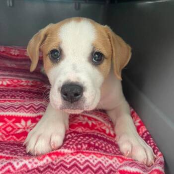 Cliff -  Pit Bull Terrier and Mixed Breed Dog for Adoption in Buffalo, Minnesota - Cliff | PetCurious