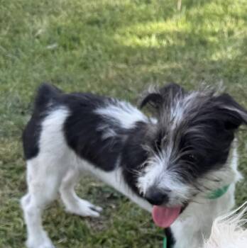 Cairn Terrier Dogs Available for Adoption - Jackson | PetCurious