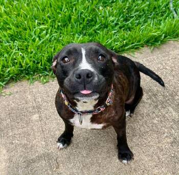 Dumpling -  Pit Bull Terrier Dog for Adoption in Yonkers, New York - Dumpling | PetCurious