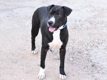 Marley -  Mixed Breed Dog for Adoption in Houston, Texas - Marley | PetCurious