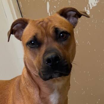 Mixed Breed Dogs Available for Adoption in Blairsville, Georgia - Amy | PetCurious