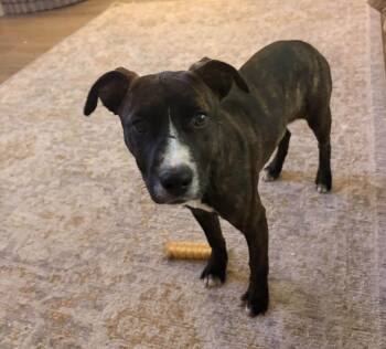 Layla Rose -  Pit Bull Terrier Dog for Adoption in Germantown, Ohio - Layla Rose | PetCurious