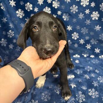 Huck P46598 -  Black Labrador Retriever and Mixed Breed Dog for Adoption in Corsicana, Texas - Huck P46598 | PetCurious