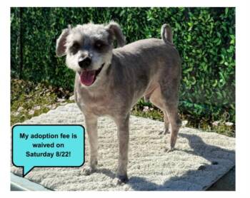 APOLLO -  Schnauzer and Mixed Breed Dog for Adoption in Santa Cruz, California - APOLLO | PetCurious