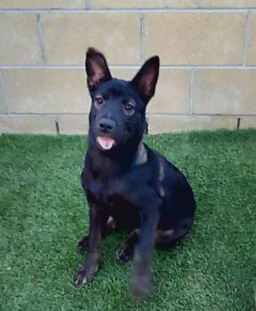 Allie -  Shepherd and Labrador Retriever Dog for Adoption in Mentone, California - Allie | PetCurious