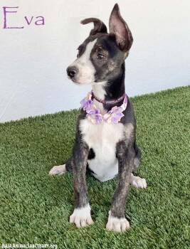 Eva -  Rat Terrier Dog for Adoption in San Diego, California - Eva | PetCurious