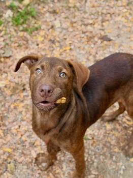 Dexter -  Labrador Retriever and Terrier Dog for Adoption in Anderson, Indiana - Dexter | PetCurious