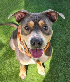 Rescue Mixed Breed Dogs for Adoption in Palmetto, Florida - ZEUS | PetCurious