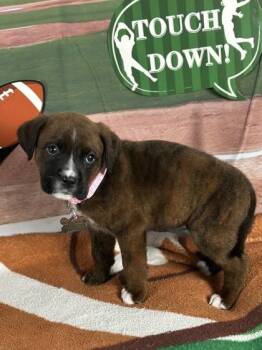 Rottweiler and Mixed Breed Dogs Available for Adoption - Halfback | PetCurious