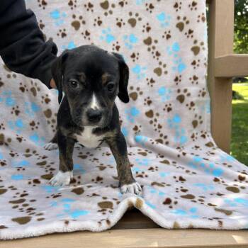 Pup 3 -  Mixed Breed and Beagle Dog for Adoption in Moravia, New York - Pup 3 | PetCurious