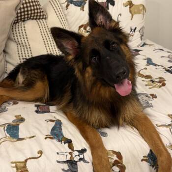 Becky -  German Shepherd Dog Dog for Adoption in Sunrise, Florida - Becky | PetCurious