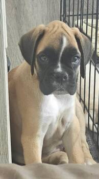 Jake *Special Needs* -  Boxer Dog for Adoption in Woodbury, Minnesota - Jake *Special Needs* | PetCurious
