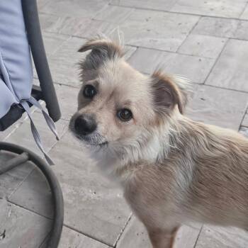 Chihuahua Dogs Available for Adoption in Phoenix, Arizona - Winnie | PetCurious