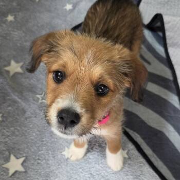 Tate McRae -  Shepherd and Terrier Dog for Adoption in Redmond, Washington - Tate McRae | PetCurious
