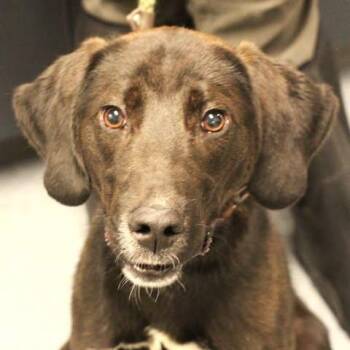 26-01064 -  Black Labrador Retriever Dog for Adoption in Fredericksburg, Virginia - 26-01064 | PetCurious