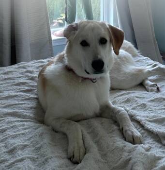 Rescue Yellow Labrador Retriever Dogs for Adoption in Brentwood, Tennessee - Bitsy | PetCurious