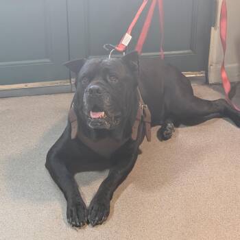 Bruce -  Cane Corso Dog for Adoption in Pasadena, California - Bruce | PetCurious
