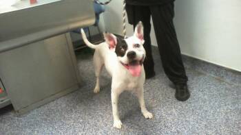 KANE -  Pit Bull Terrier and Mixed Breed Dog for Adoption in Charlotte, North Carolina - KANE | PetCurious