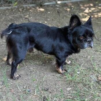 Snoop -  French Bulldog Dog for Adoption in Pelham, New Hampshire - Snoop | PetCurious