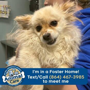 Chihuahua Dogs Available for Adoption - Yoda | PetCurious