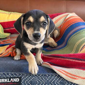 Jewels Pup: Emerald -  Chihuahua and Beagle Dog for Adoption in Falls Church, Virginia - Jewels Pup: Emerald | PetCurious