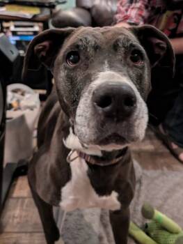 Rescue Terrier and Great Dane Dogs for Adoption in Germantown, Ohio - Valentine | PetCurious