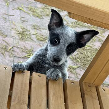 Aussiedoodle and Australian Cattle Dog Blue Heeler Dogs Available for Adoption in Fresno, California - Mike | PetCurious