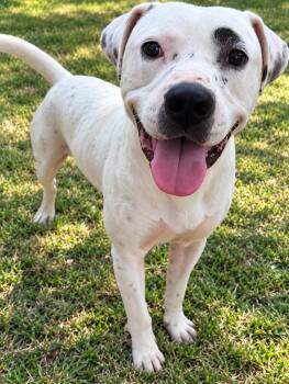 Rocko -  American Bulldog Dog for Adoption in Troy, Alabama - Rocko | PetCurious