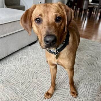 Hound Dogs Available for Adoption - Sadie AB | PetCurious