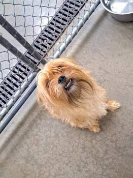 JASPER -  Shih Tzu and Yorkshire Terrier Dog for Adoption in Easton, Maryland - JASPER | PetCurious