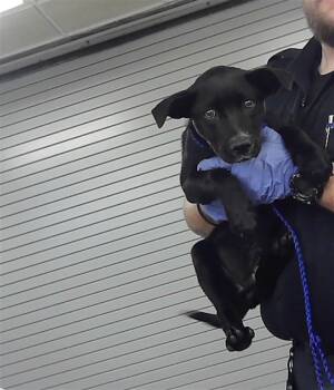 Staffordshire Bull Terrier and Mixed Breed Dogs Available for Adoption - A2063090 | PetCurious