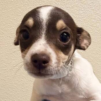 Marcus -  Chihuahua Dog for Adoption in Walnut Creek, California - Marcus | PetCurious