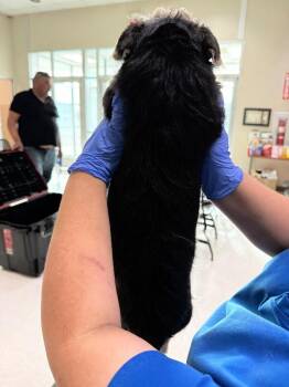 Mixed Breed Dogs Available for Adoption - Skipper | PetCurious