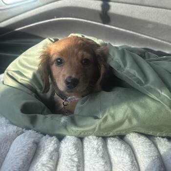 Miniature Dachshund Dogs Available for Adoption - Thumbelina  | PetCurious