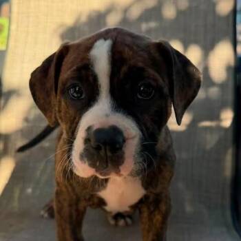 Hershey -  Pit Bull Terrier Dog for Adoption in Jarrettsville, Maryland - Hershey | PetCurious