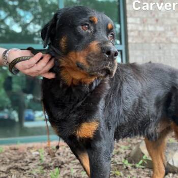Carver -  Rottweiler Dog for Adoption in Little Rock, Arkansas - Carver | PetCurious