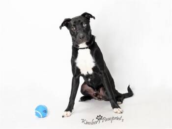 ASHTYN -  Boxer and Mixed Breed Dog for Adoption in Omaha, Nebraska - ASHTYN | PetCurious