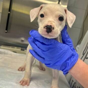 Rescue Beagle and Mixed Breed Dogs for Adoption in Morton Grove, Illinois - Suz | PetCurious