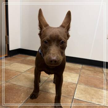 FWT Buster -  Shepherd and Mixed Breed Dog for Adoption in Midland, Texas - FWT Buster | PetCurious