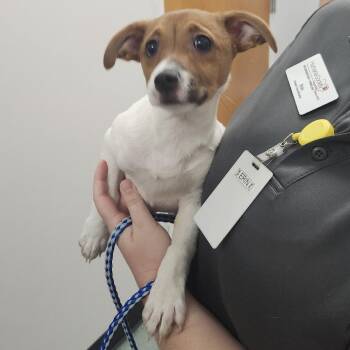 Bella -  Jack Russell Terrier and Mixed Breed Dog for Adoption in Tampa, Florida - Bella | PetCurious