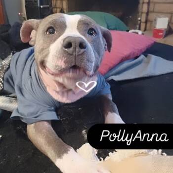 Rescue Pit Bull Terrier Dogs for Adoption in Phoenix, Arizona - Pollyanna | PetCurious